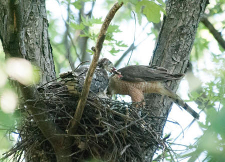 Image may contain: bird, tree, plant and outdoor