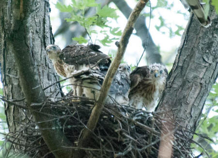 Image may contain: bird, tree, plant and outdoor